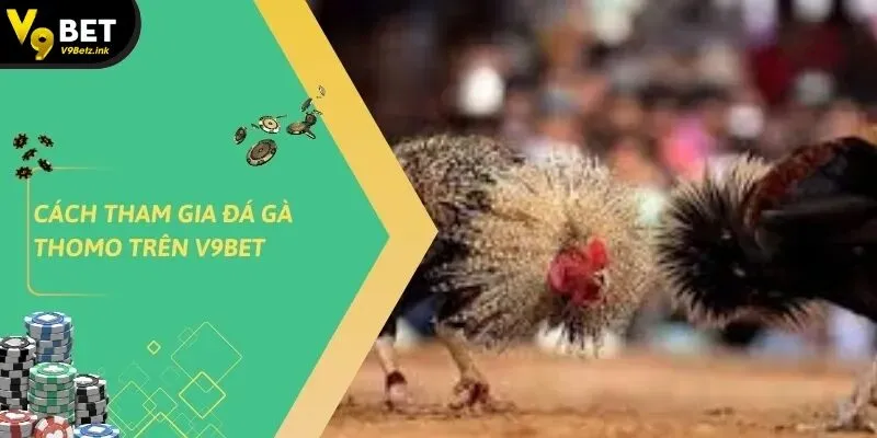 Đá gà thomo